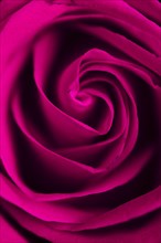 Beautiful purple rose closeup
