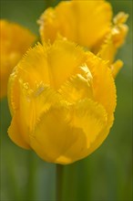 Fringed tulip