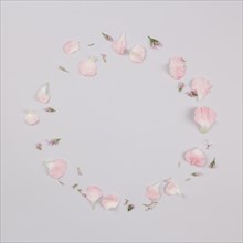 Circular frame made with petals isolated white background