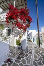 White Cycladic houses with flower pots and red bougainvillea