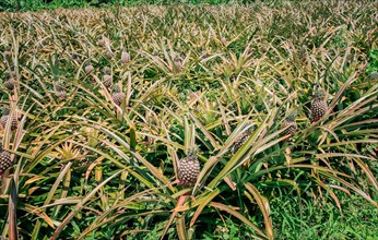 View of a beautiful growing pineapple plantation. in gardeen. Harvest of pineapple fruits with copy space. Harvest season and cultivation of pineapples