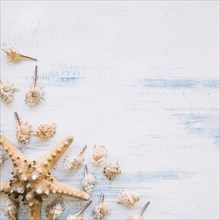 Marine composition with starfish copyspace
