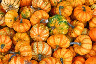 Top view of many small yellow and orange striped Carnival squashes in pile