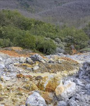 Colourful rubble deposits are surrounded by forest
