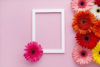Empty frame with gerbera daisy flowers