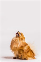 Portrait hairy spitz looking up white background