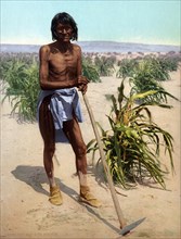 Man with a hoe in a sugar cane field