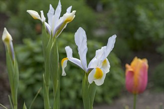 Dutch iris flowers