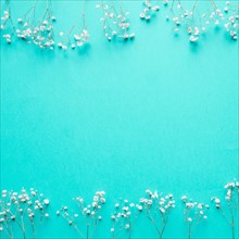 White flowers blue