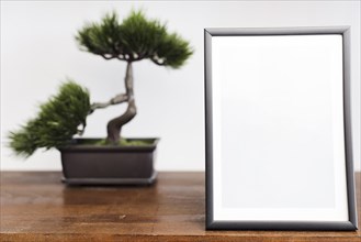 Close up picture frame with bonsai