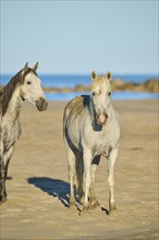 Camargue horses standing on a beach in morning light