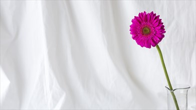 Pink single gerbera flower front white curtain