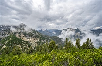 Ridge of the Katzenkopf covered with mountain pines