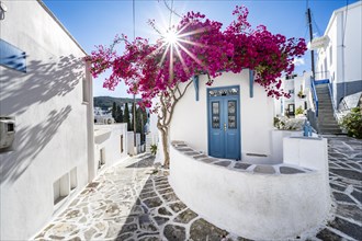 White Cycladic house with blue door and pink bougainvillea