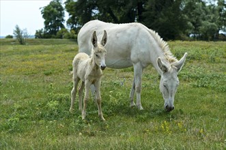 Mare with foal of the Austro-Hungarian White Baroque Donkey