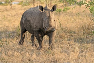 White rhinoceros