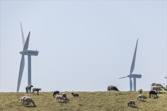 Sheep standing on a dike by the sea in front of wind turbines for wind energy