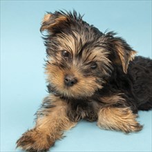 Front view cute yorkshire terrier dog