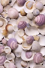 Flat lay seashells