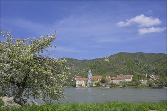 Flowering tree and view over the Danube to Duernstein