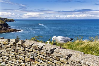 Seagull on wall overlooking the Atlantic Ocean