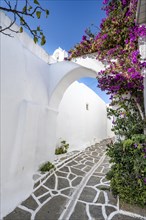 White Cycladic houses and purple bougainvillea