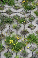 Paving with culvert for nature