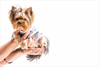 Close up hands holding friendly dog white background