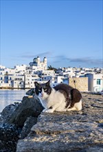 Cat sitting on the harbour wall