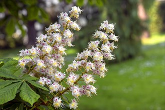 Blossoms of a horse chestnut