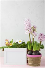 Frame with flower pot hyacinth