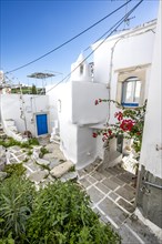 White Cycladic houses with bougainvillea