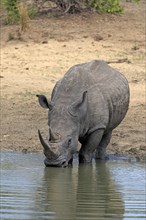 White rhinoceros