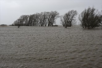 Flooded meadow after a storm surge on the Lower Weser island of Strohauser Plate