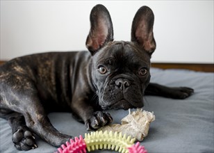Portrait adorable little french bulldog