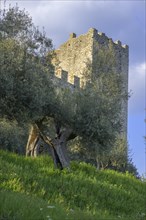 Ancient olive trees and city wall of