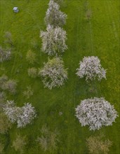 Drone image of blossoming cherry trees