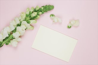 Snapdragons white flower with blank white card against pink background