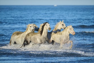 Camargue horses running out of the sea on a beach in morning light
