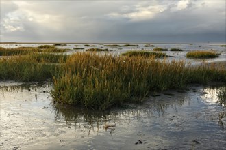 View into the mudflats to the north on the island of Minsener Oog