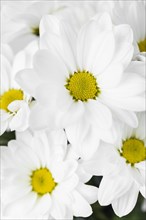 White flowers arrangement close up