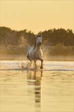 Camargue horse running through the water at sunrise