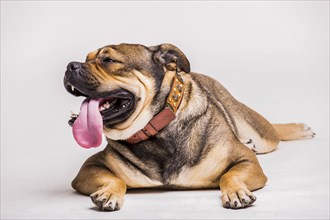 Portrait bulldog with sticking its tongue out white background