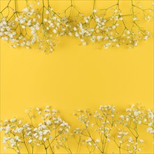 Fresh white gypsophila against yellow background