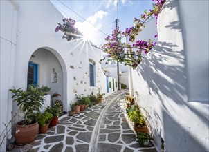White Cycladic houses with flower pots and purple bougainvillea