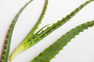 Aloe vera leaves beauty treatment