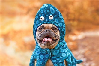 Happy French Bulldog dog wearing funny octopus Halloween costume with funny eyes