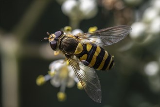 Large hoverfly