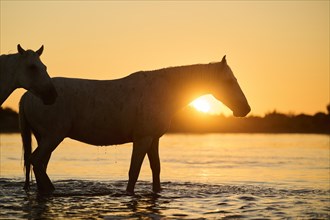 Camargue horses standing in the water at sunrise