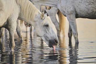 Camargue horse drinking water while standing in the water at sunrise